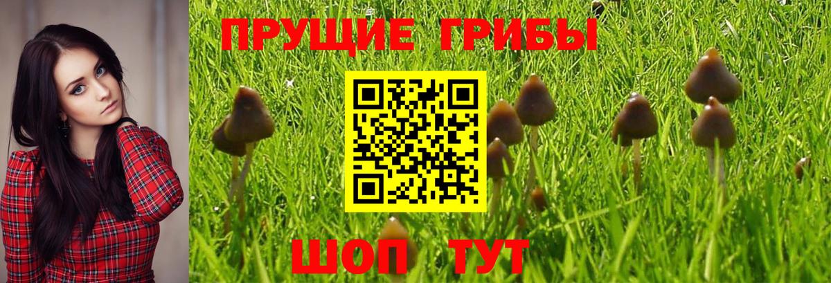 Шебекино  Псилоцибиновые грибы GOLDEN TEACHER  Вход с VPN 