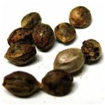 Семена марихуаны АК-47  (Seeds AK-47) в Шебекино